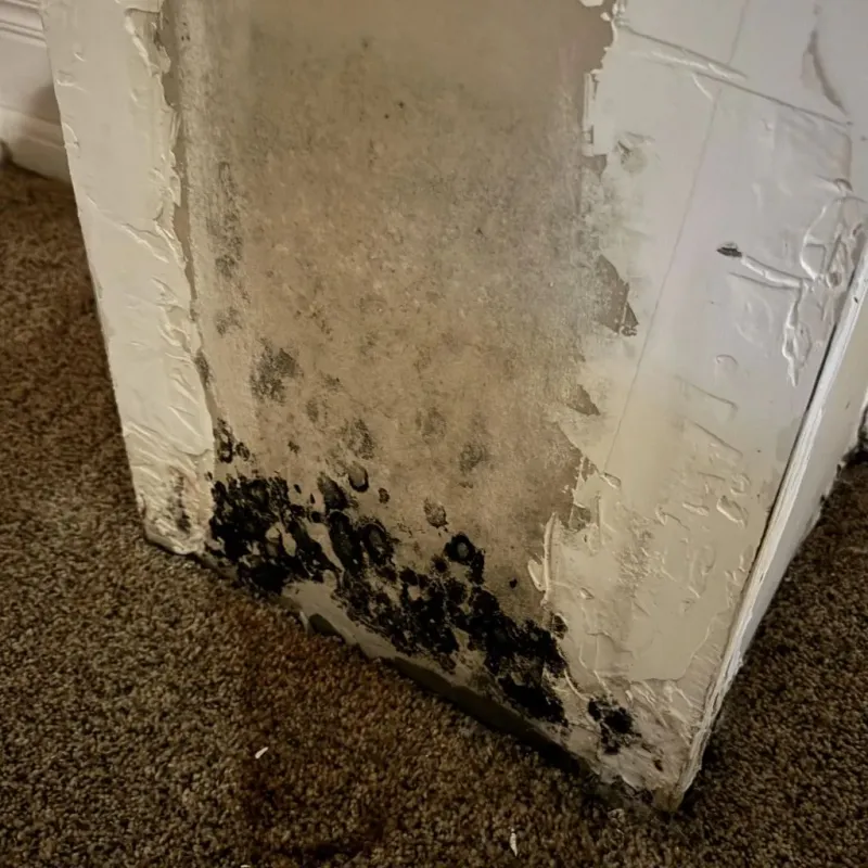Professional Mold Removal in Alpine, TX